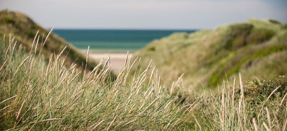 View of a danish beach with straws and sea