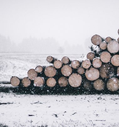Scan wood