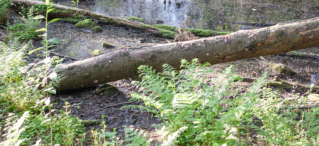 Tree trunk rotting in a water in the forest